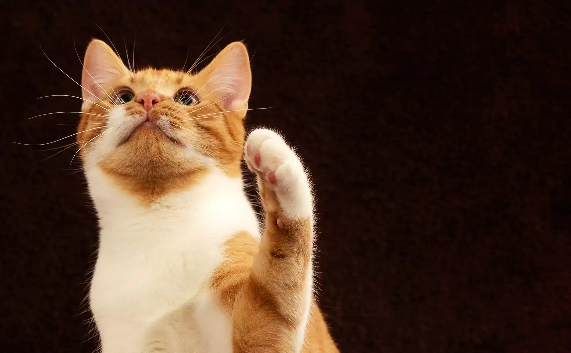 cat with orange and white fur raising its paw