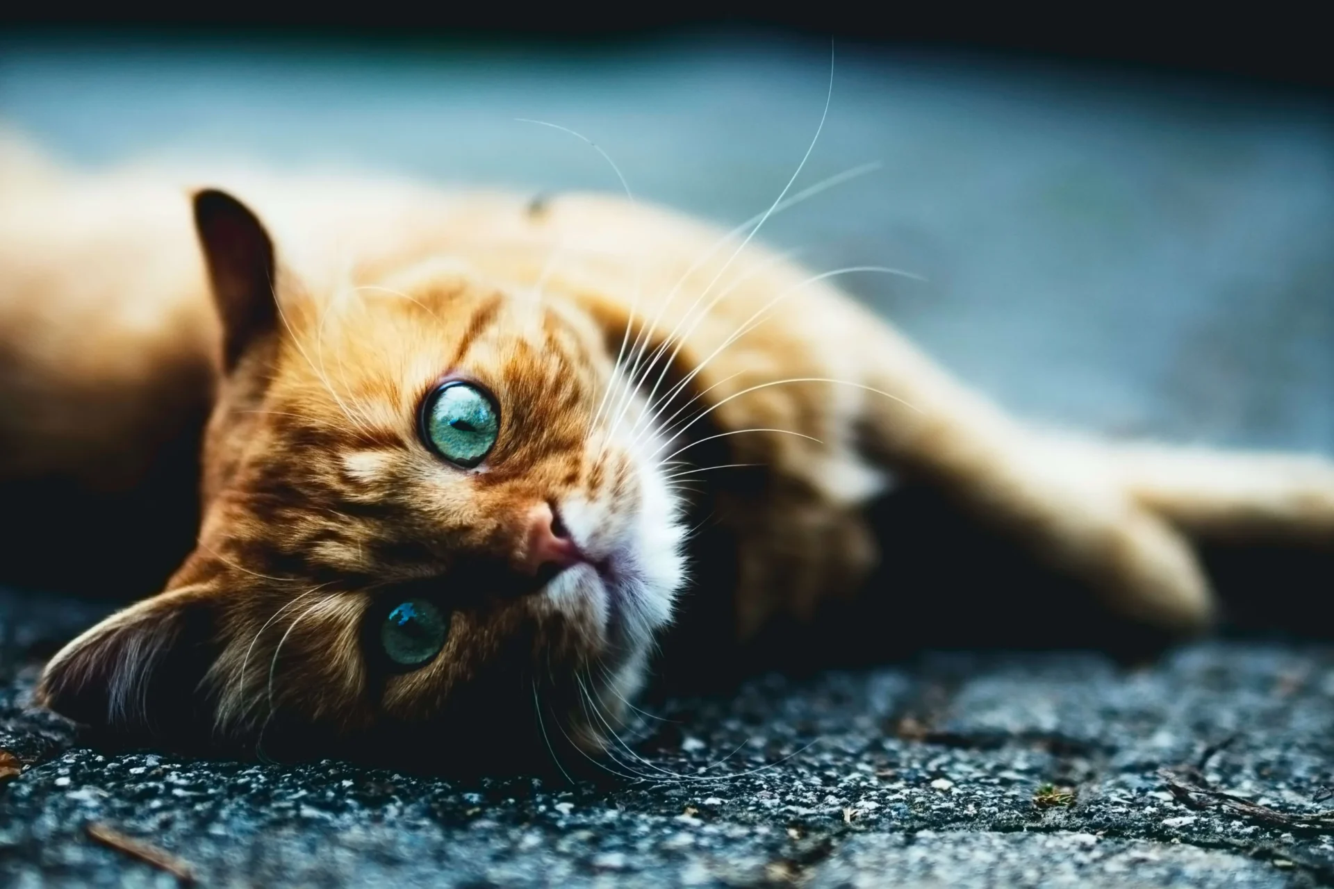 cat with orange and white fur lying on its side