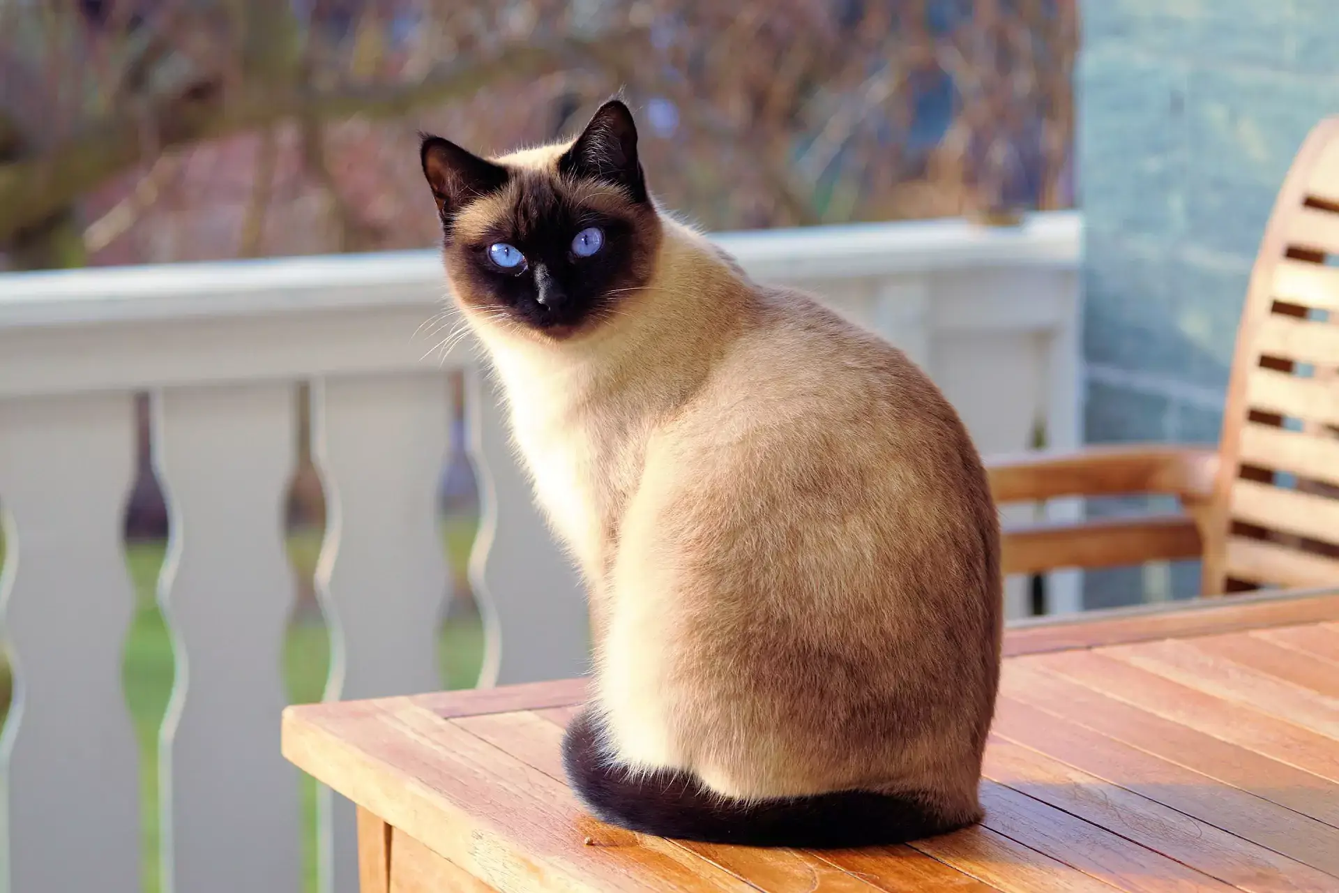 Siamese cat with black, light brown, and white fur with head turned looking towards the camera