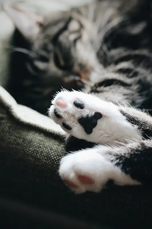 Cat toe beans