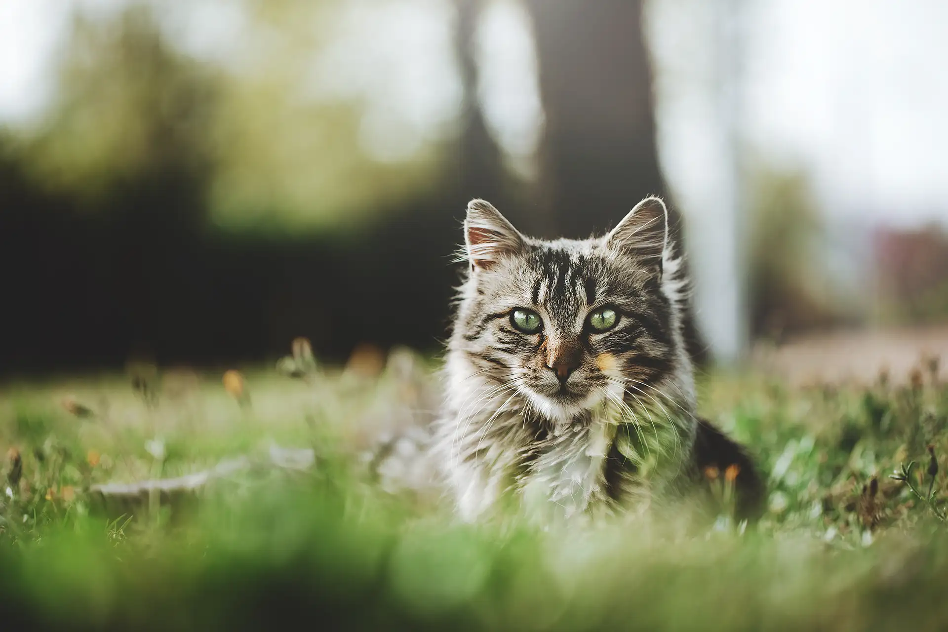 Striped cat laying on grass.