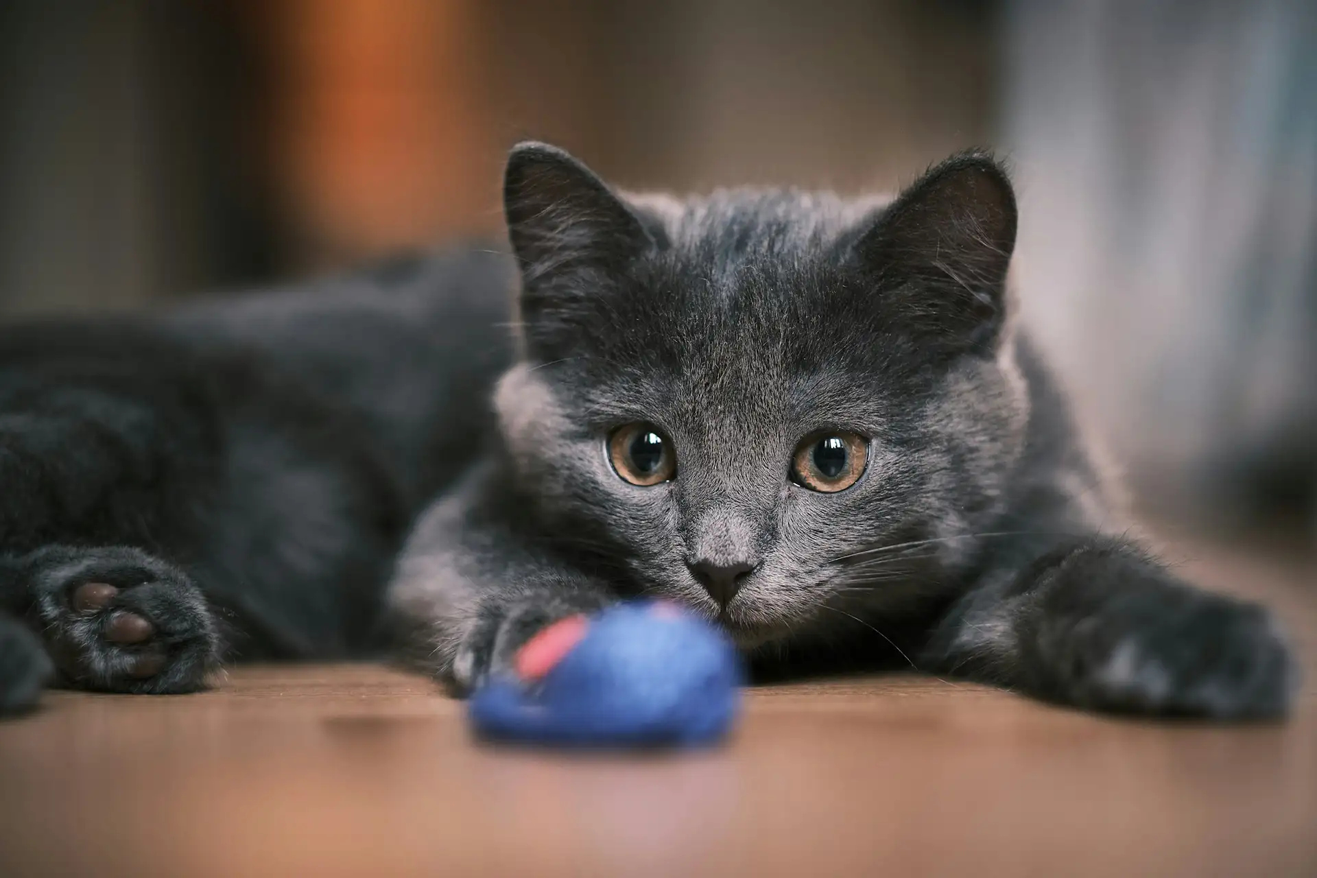 Gray cat with toy