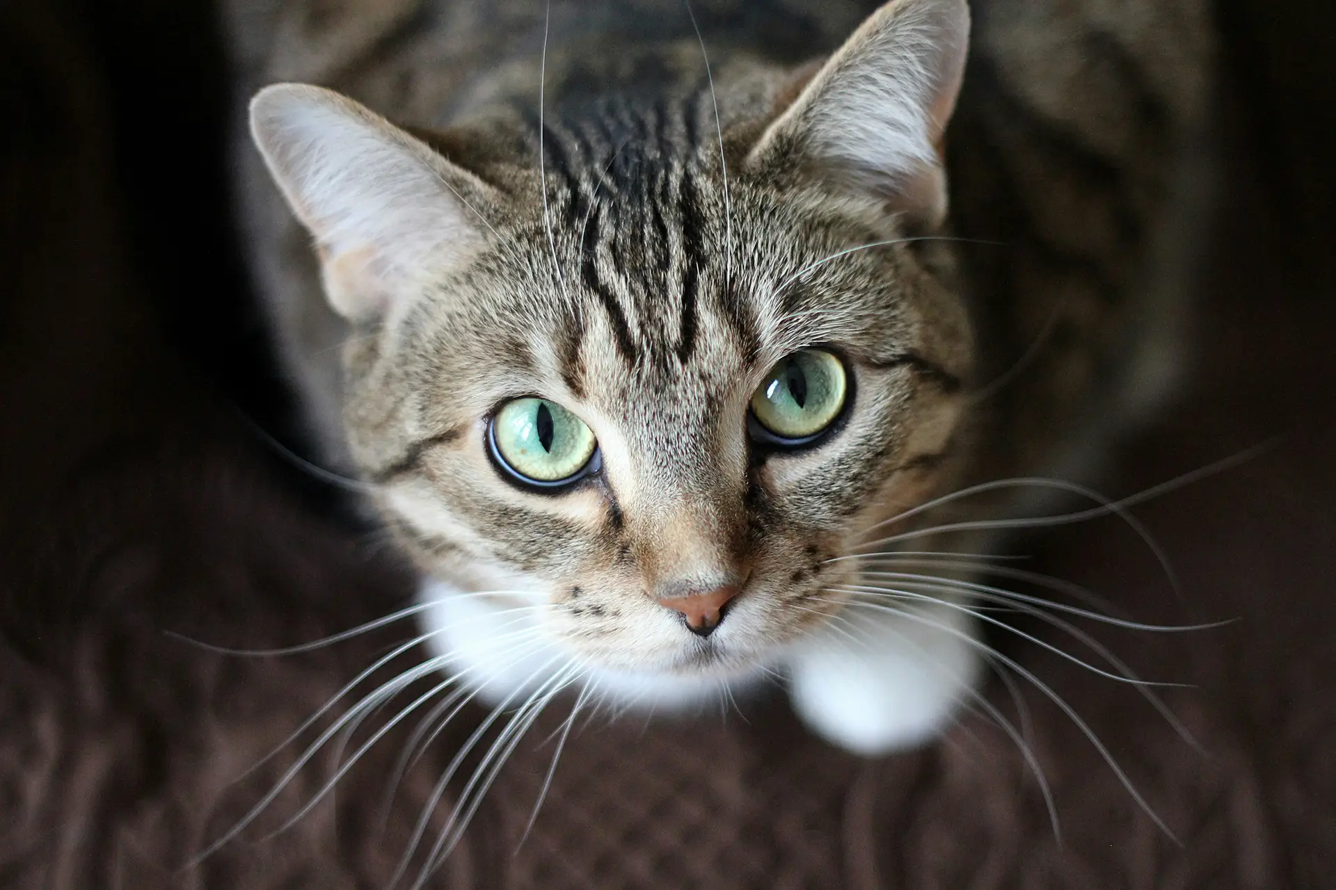 grey tabby cat with green eyes and white paws