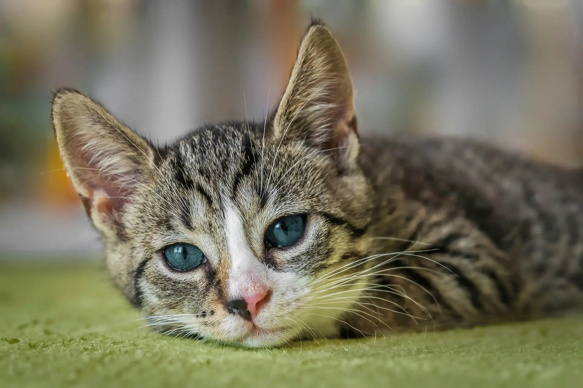 Tabby cat with white face laying on a green rug looking sad