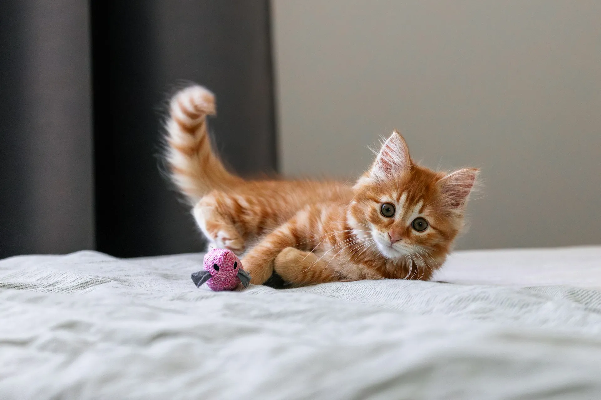 Ginger kitten playing on bed