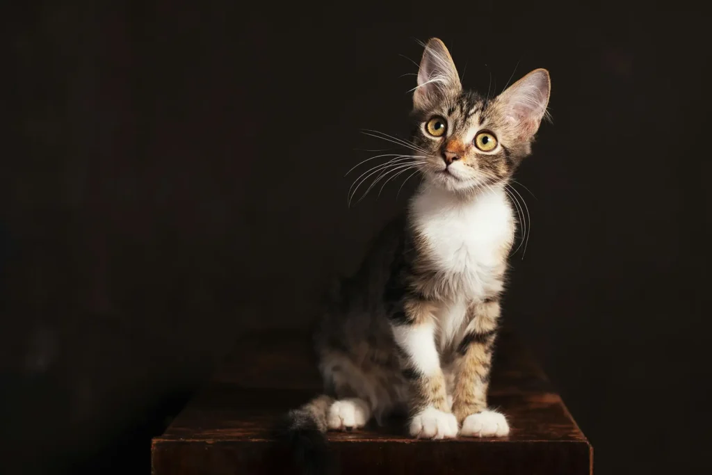 Maine Coon kitten with big ears tilting her head