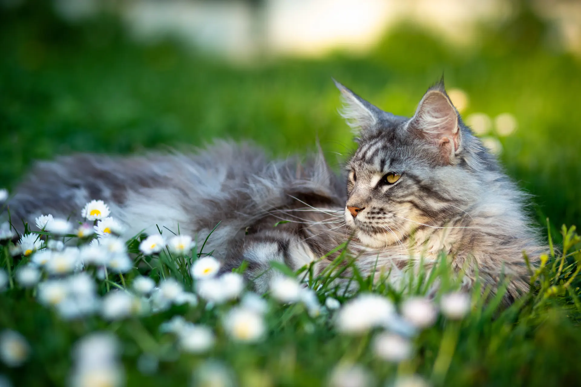 Wellness & Vaccinations