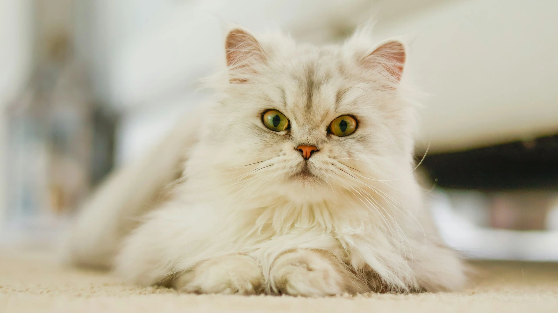 A white Persian cat lies on a beige carpet.