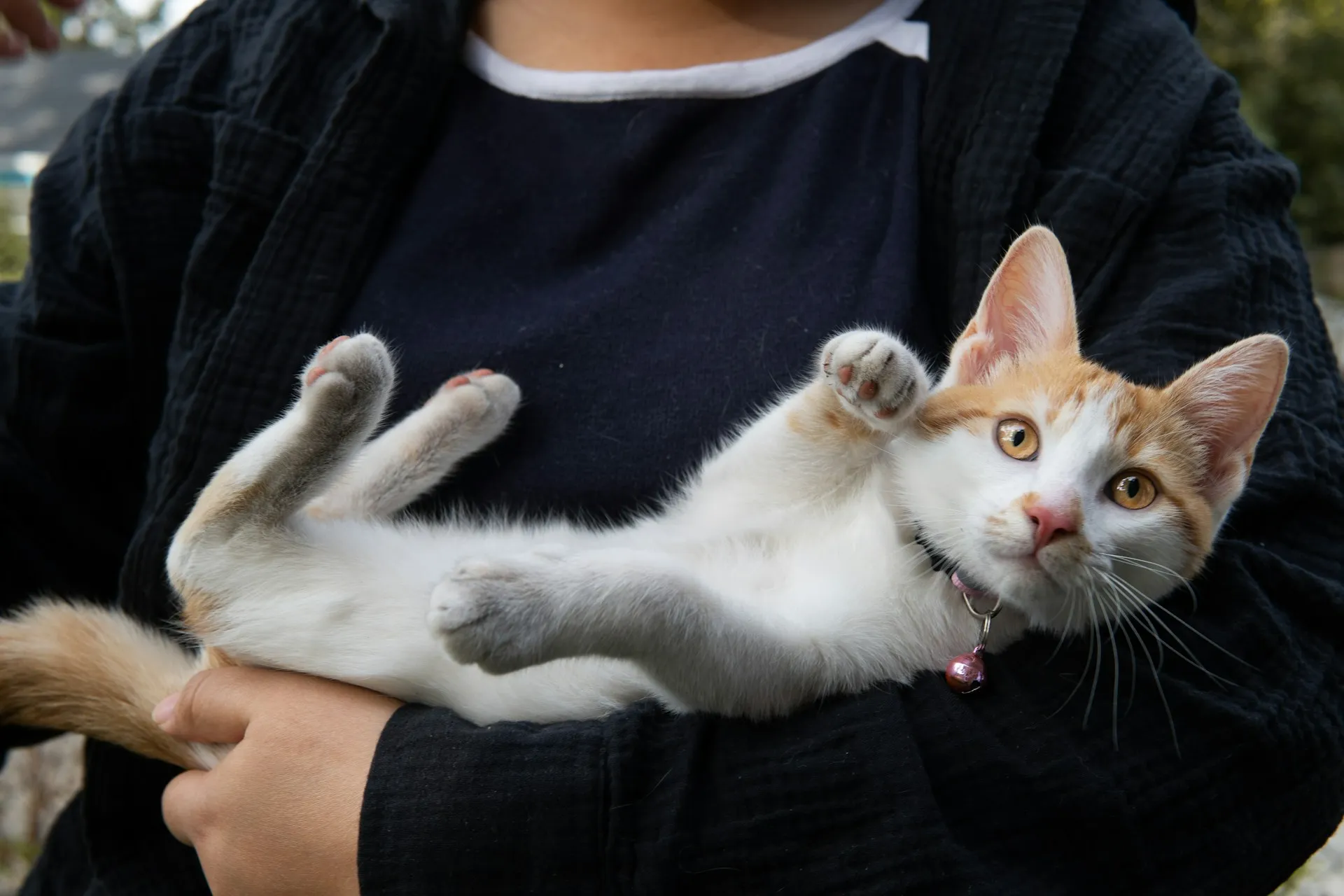 An orange and white kitten lies on its back in a person's arms while holding its paws up in the air.