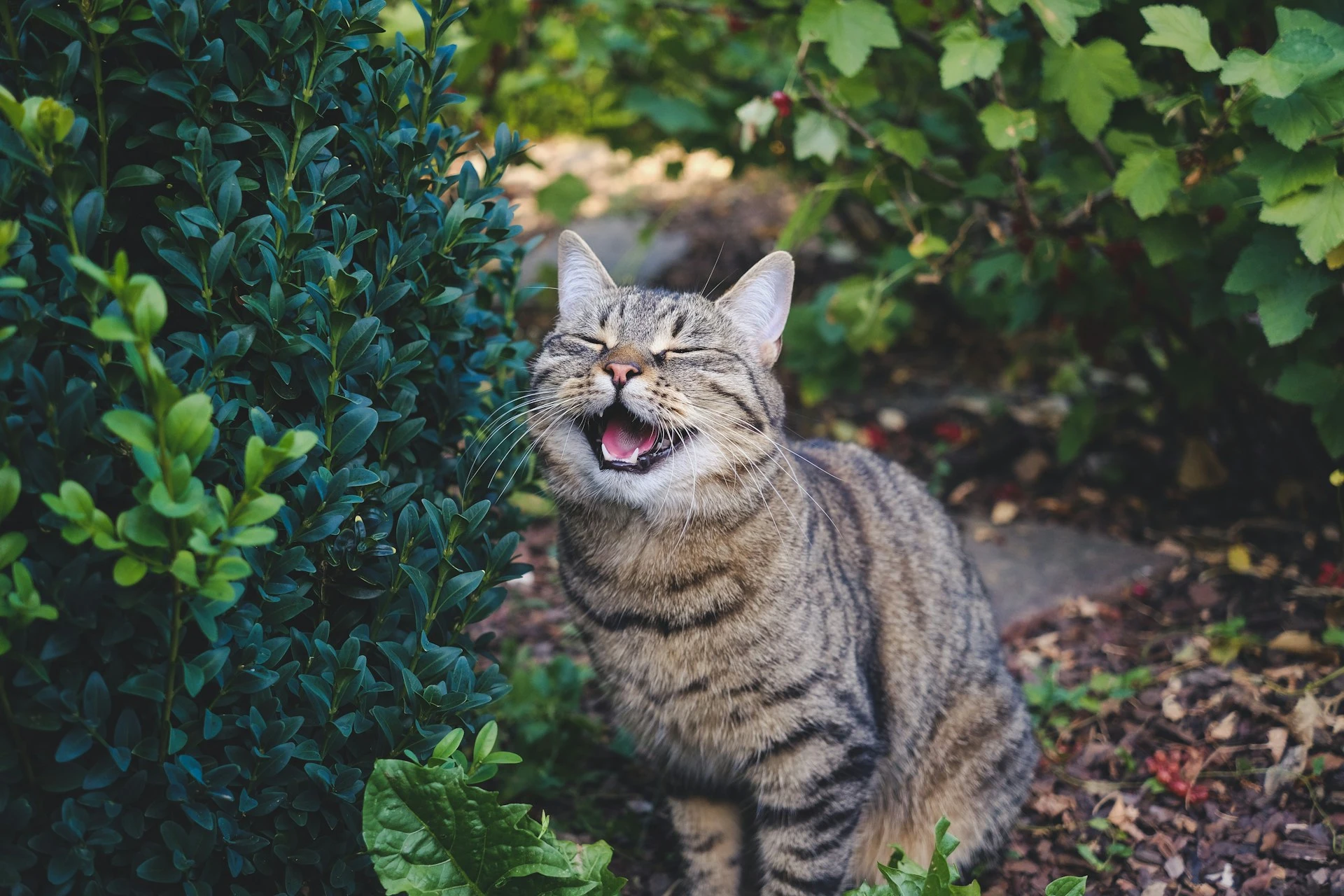 A brown tabby cat sits in a garden with its eyes squeezed shut and mouth wide open.