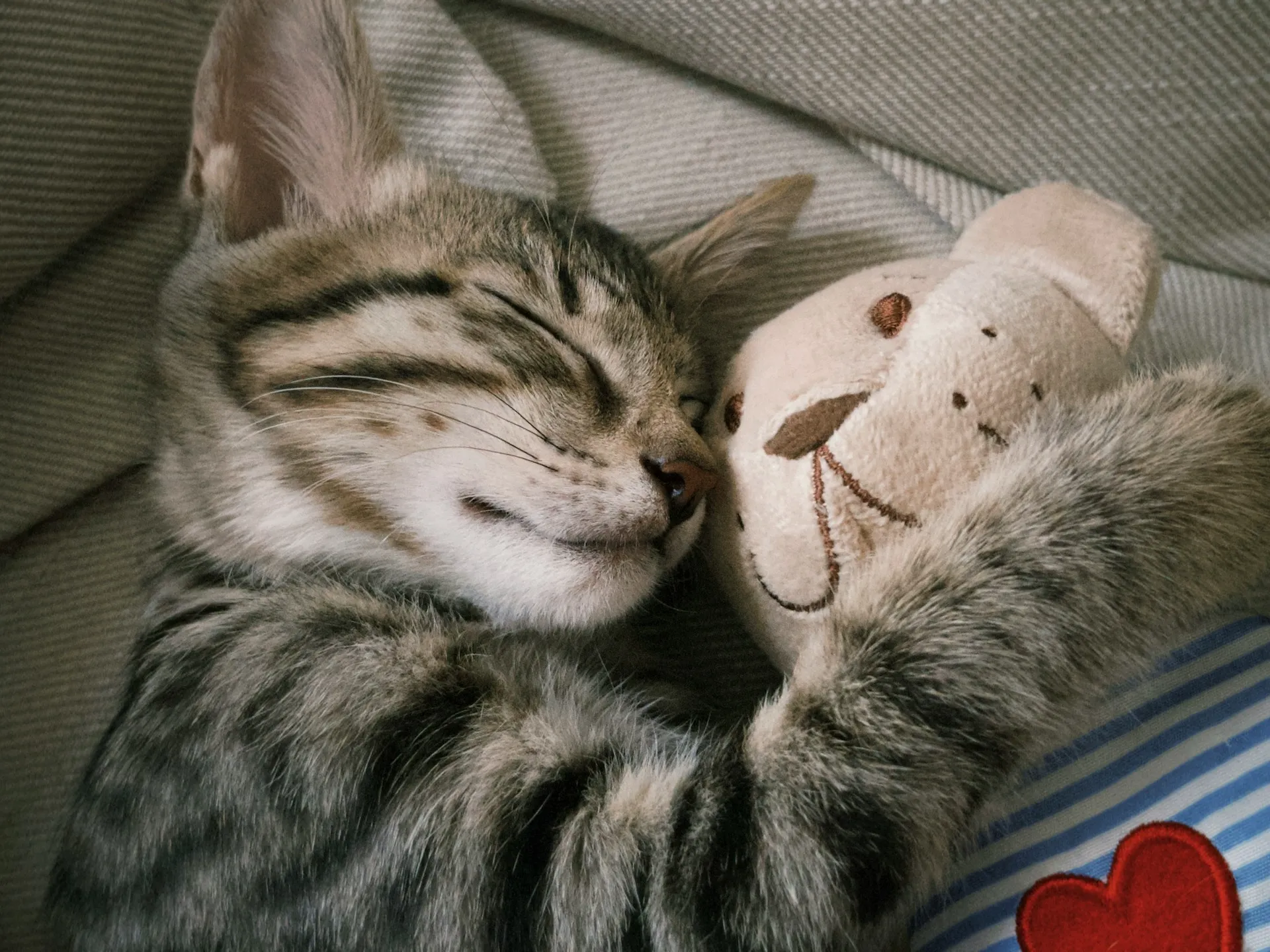 A close-up of a sleeping tabby kitten cuddling a small plush teddy bear.