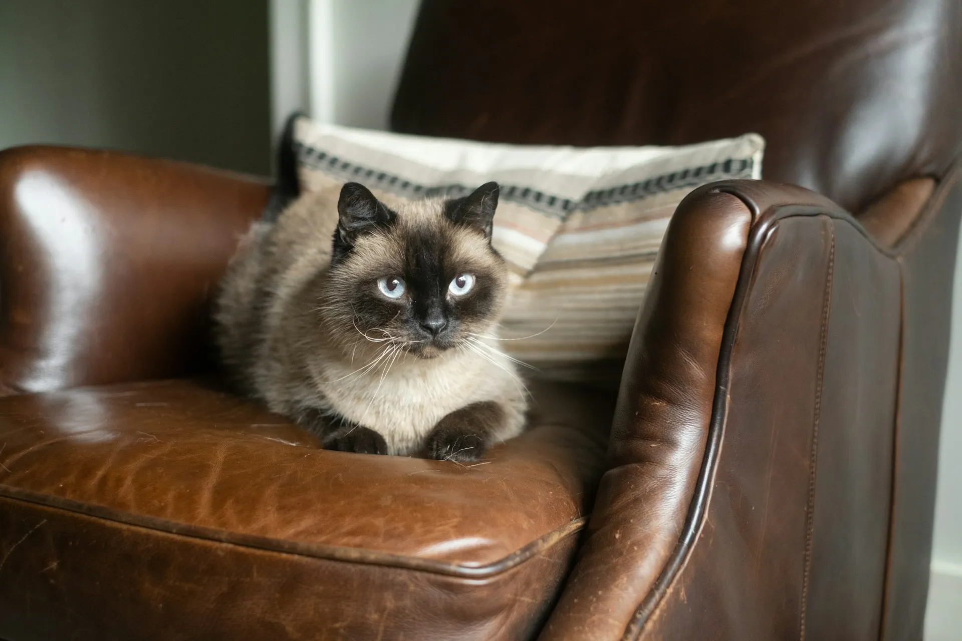A Siamese cat sits on a brown leather armchair next to a striped pillow.