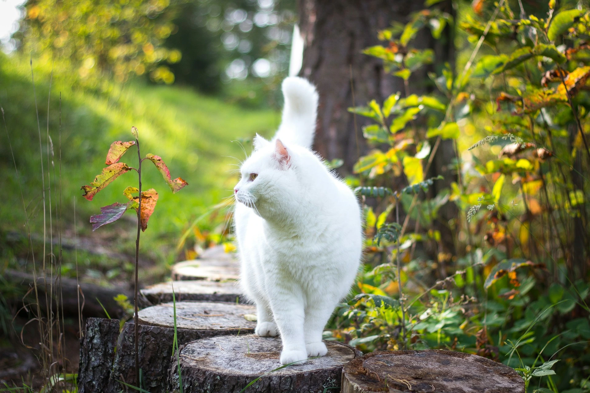 A white cat walking along a path of round tree stumps in a lush green garden and looking off to the side.