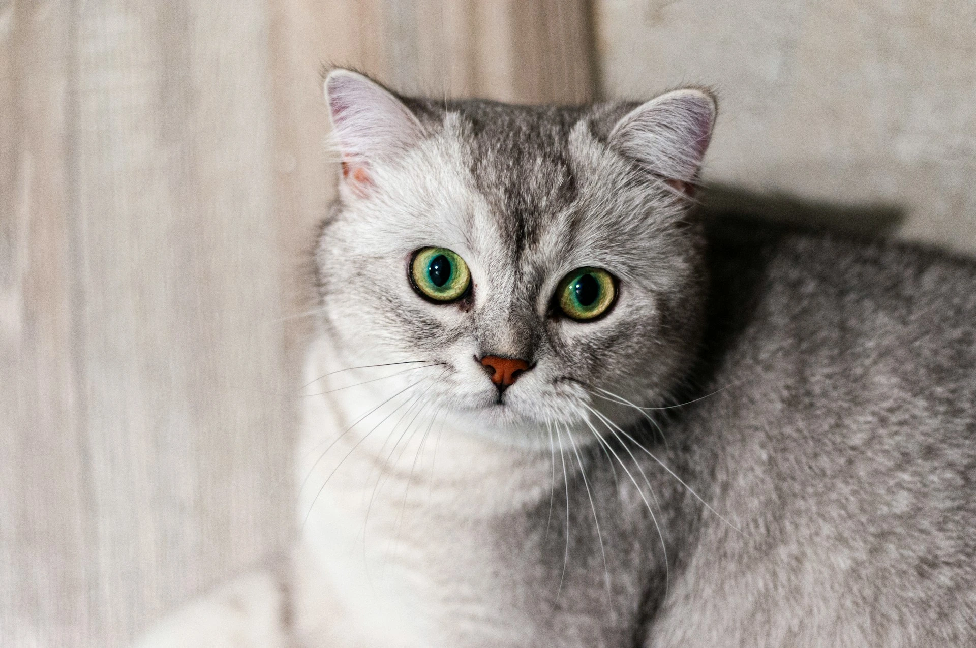 A British Shorthair cat looking directly forward set against a light neutral background.