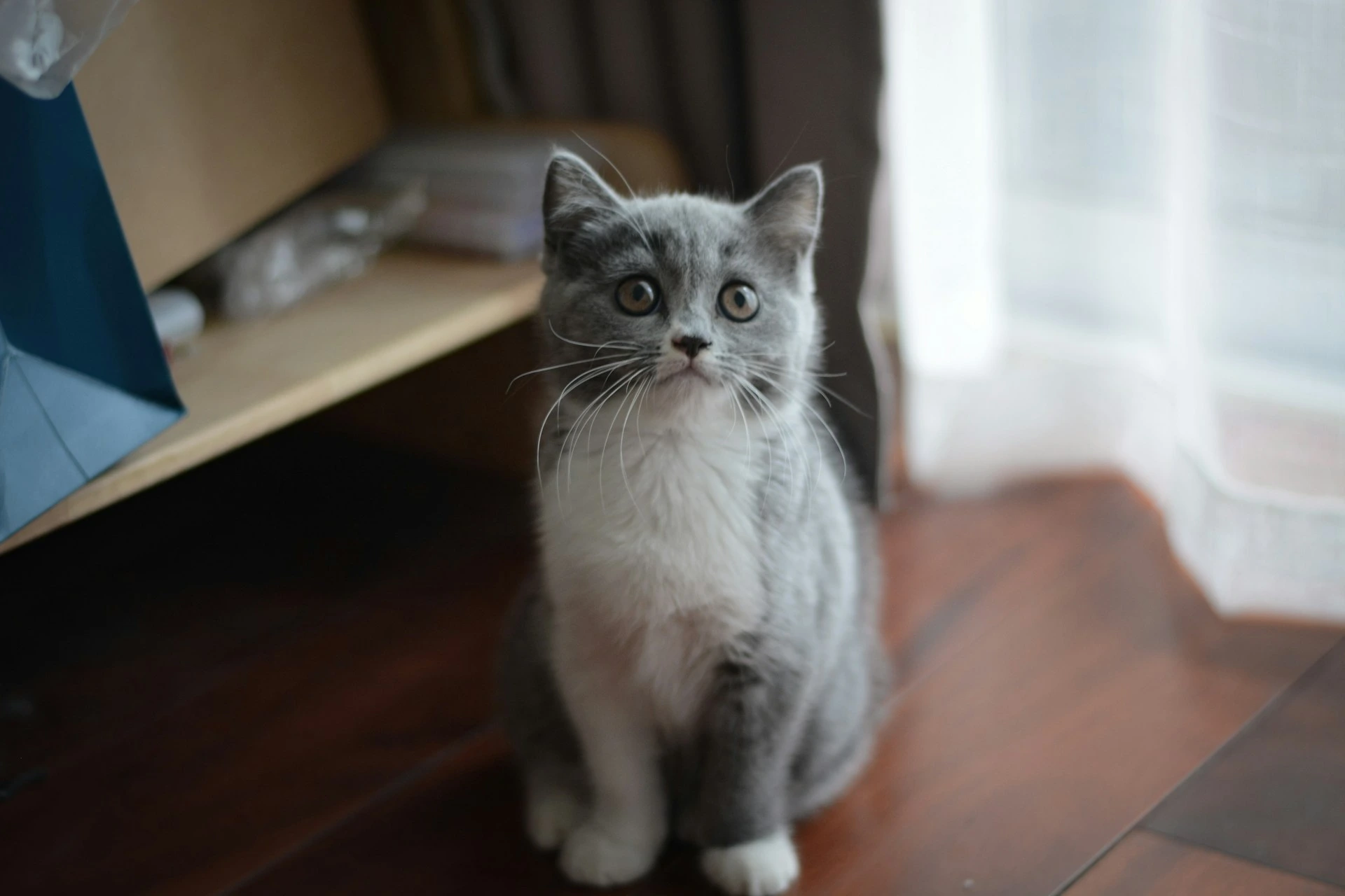 A gray and white kitten sitting upright on a dark wooden floor.