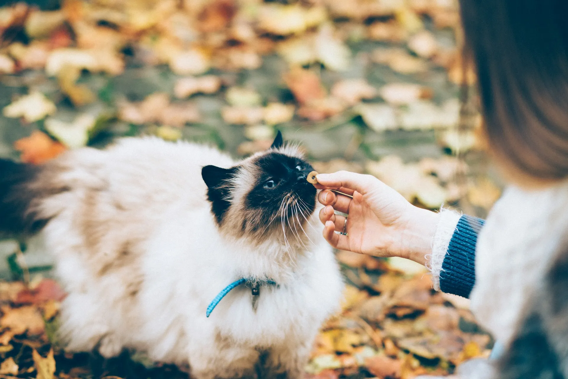 A cat with a blue collar sniffing a small treat being offered by a person set against a ground covered in autumn leaves.
