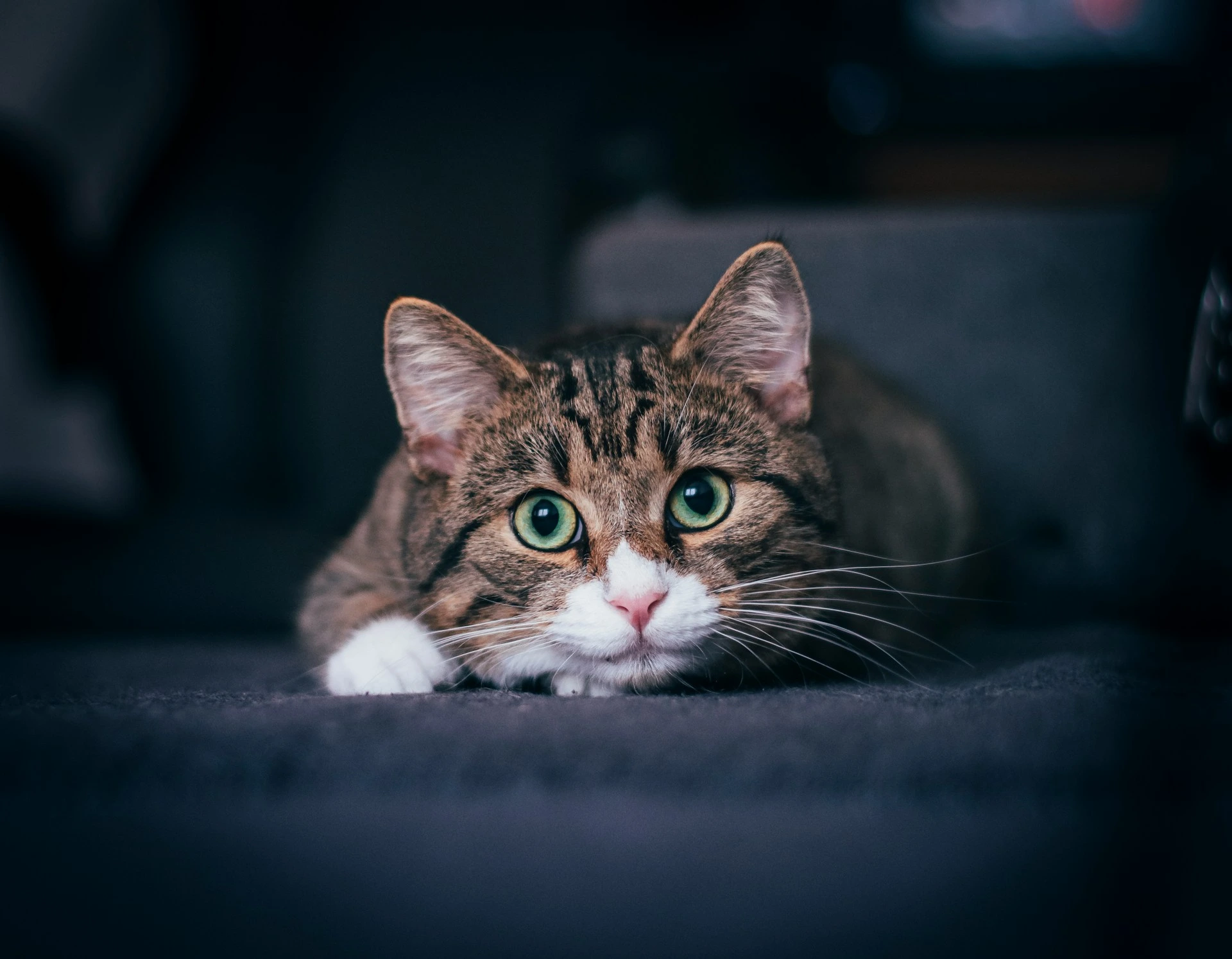 A brown tabby cat crouching low against a dark background.
