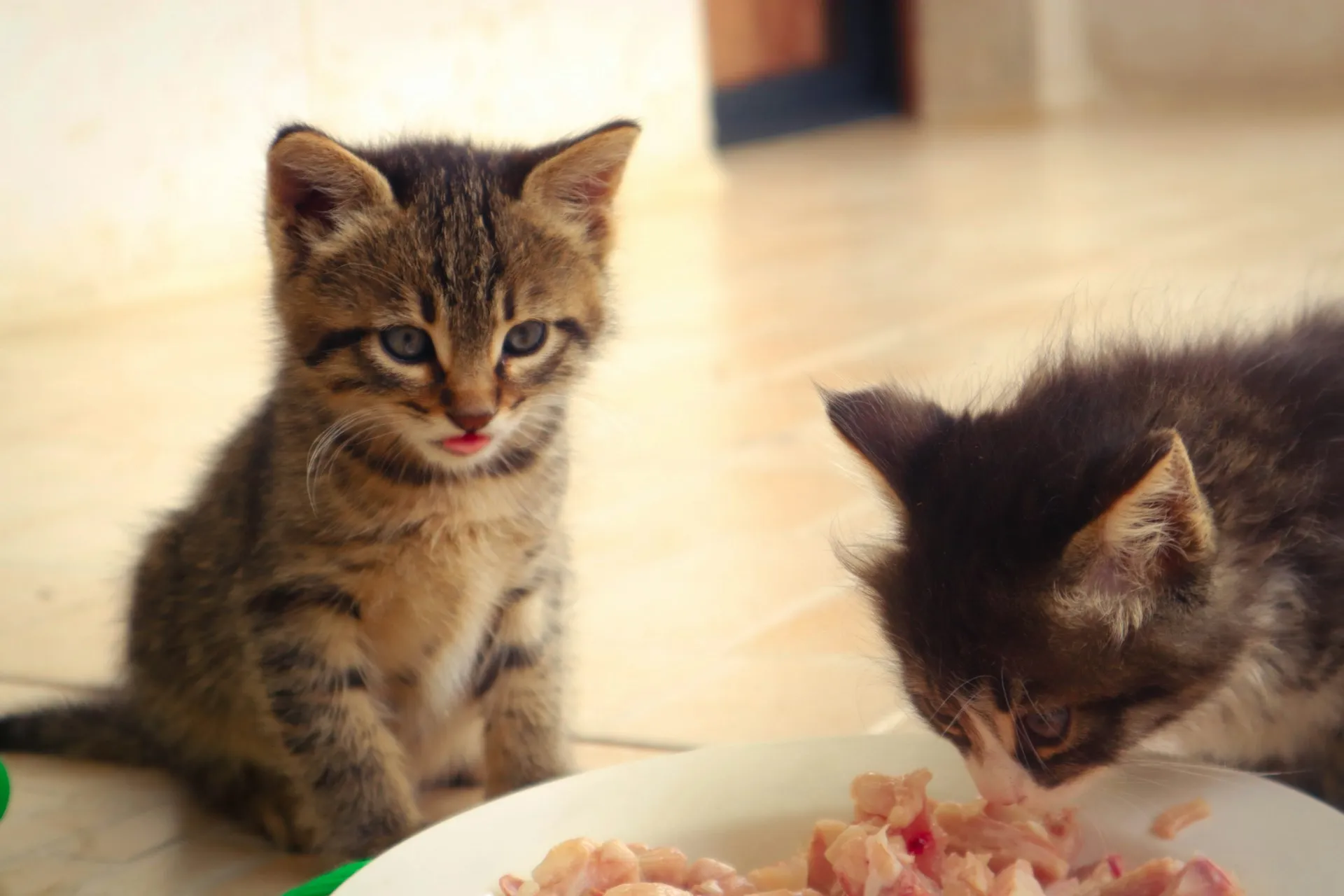 Two small kittens are sitting on a tiled floor by a plate of wet food.
