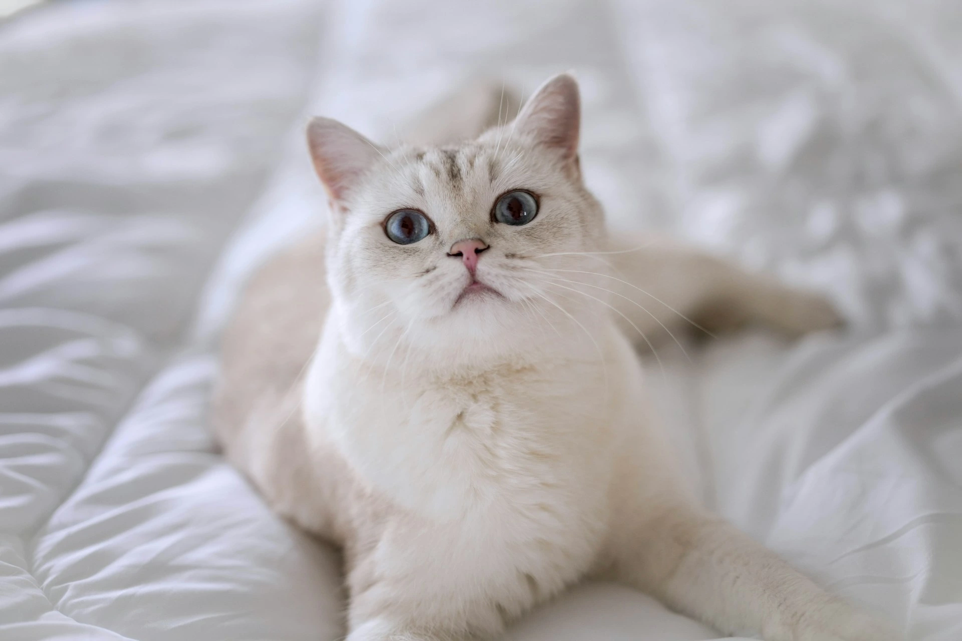 A tabby cat lying down on a white bed.