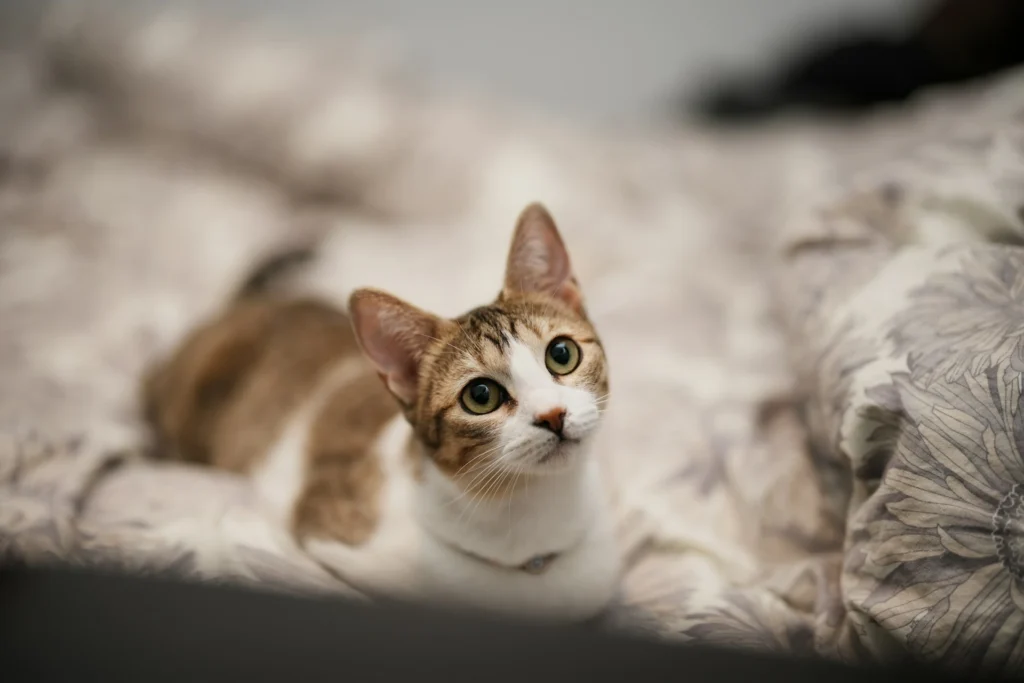 A brown and white tabby cat loafing on a floral patterned bed.