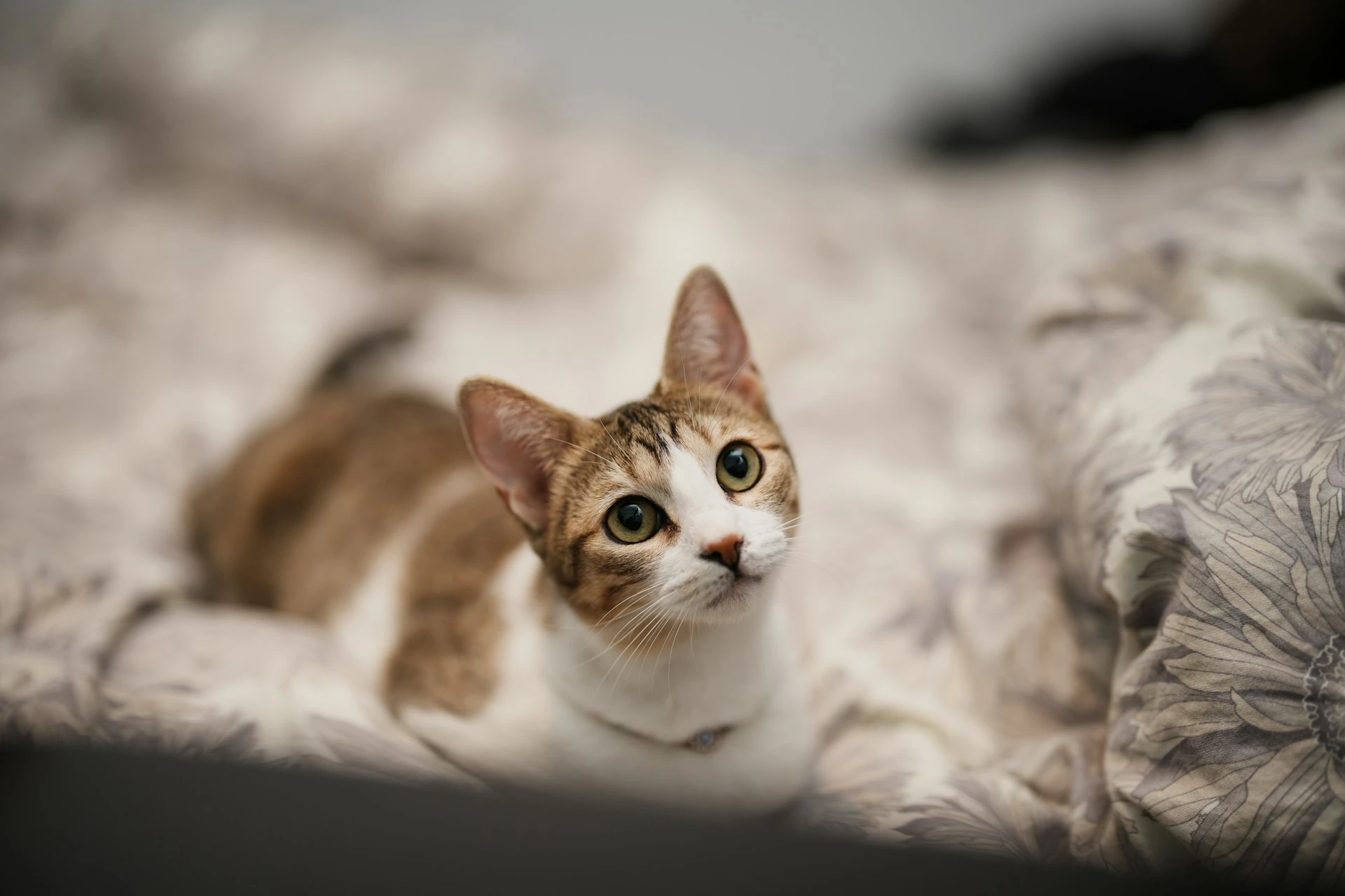 A brown and white tabby cat loafing on a floral patterned bed.