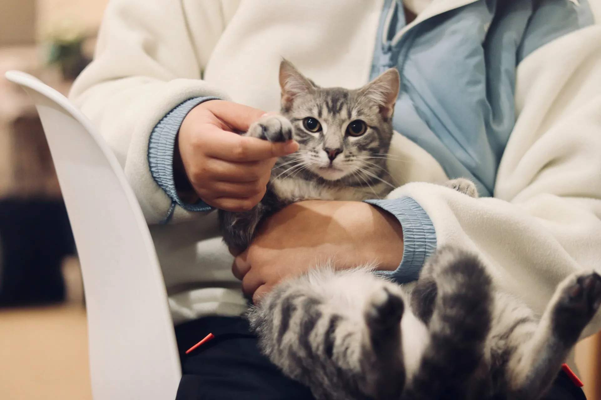 A grey tabby cat sitting on a person's lap.
